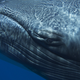 Illustration for article titled These beautiful portraits of whales will make you weep at the wonder of the universe (no, really)